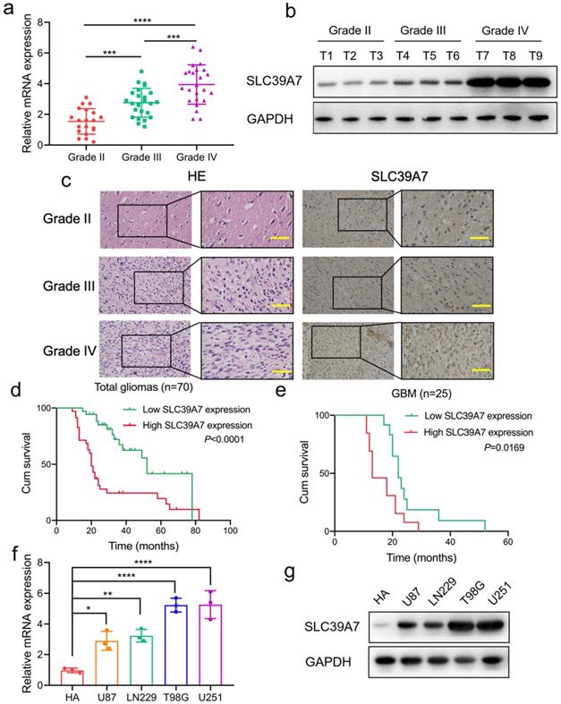 J Cancer Image