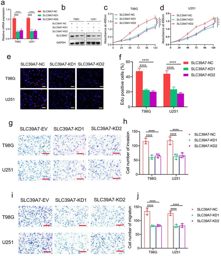 J Cancer Image