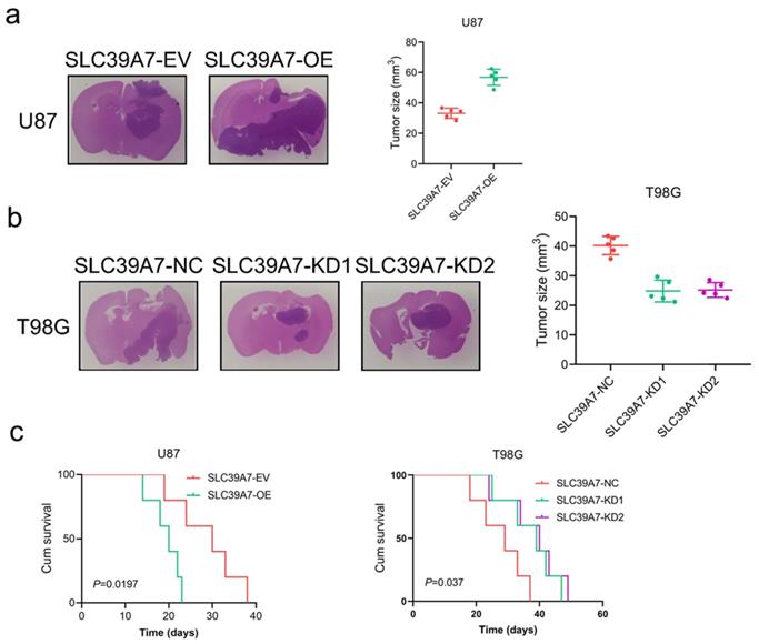 J Cancer Image