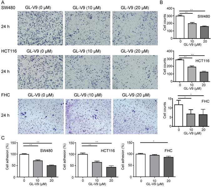 J Cancer Image