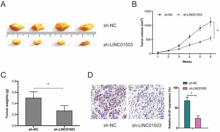 J Cancer Image