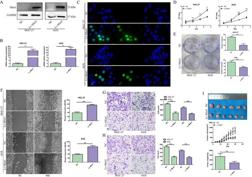 J Cancer Image