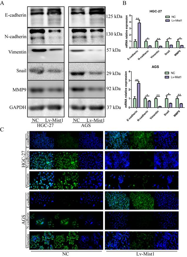 J Cancer Image