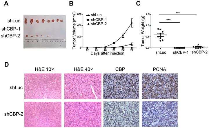 J Cancer Image