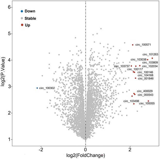 J Cancer Image