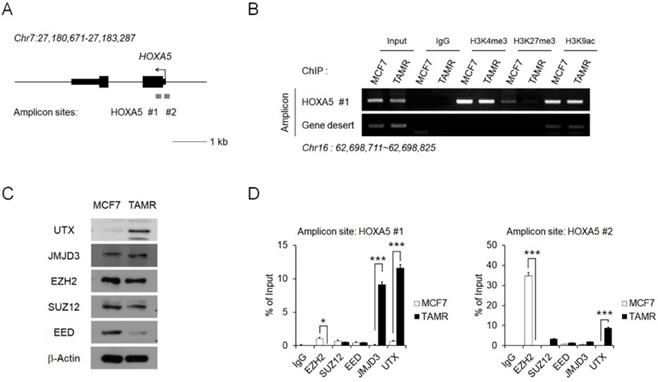 J Cancer Image