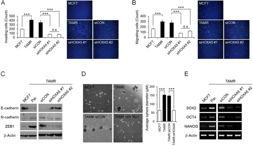 J Cancer Image