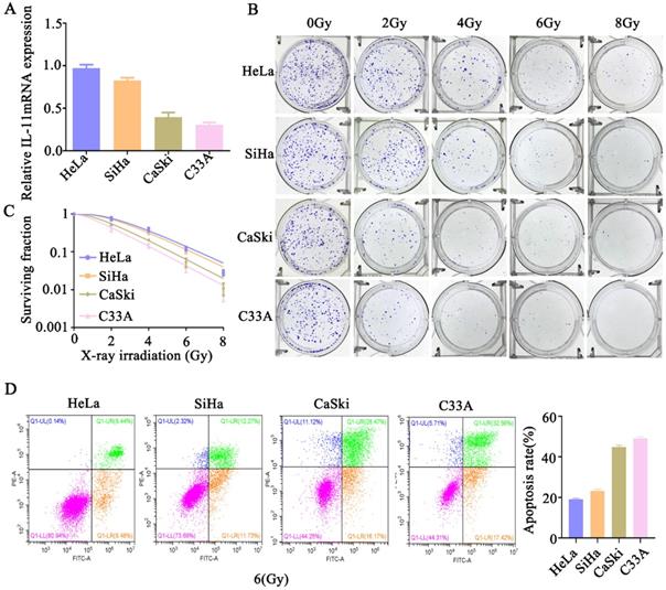 J Cancer Image