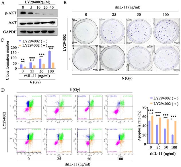 J Cancer Image