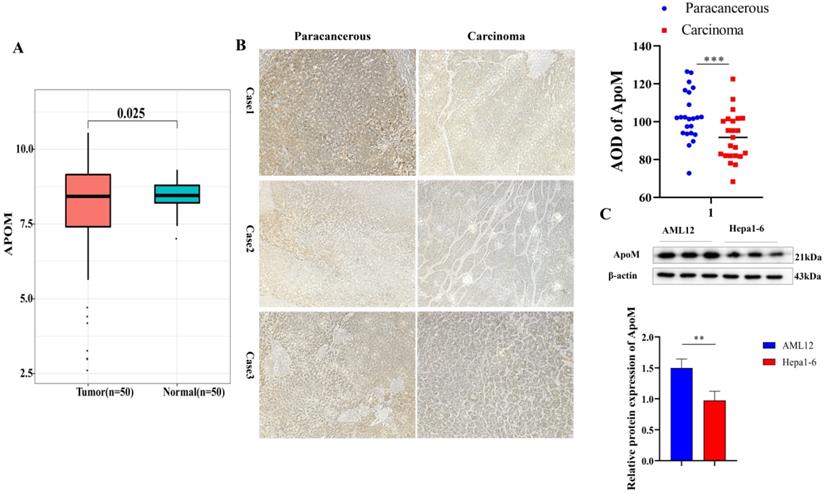 J Cancer Image