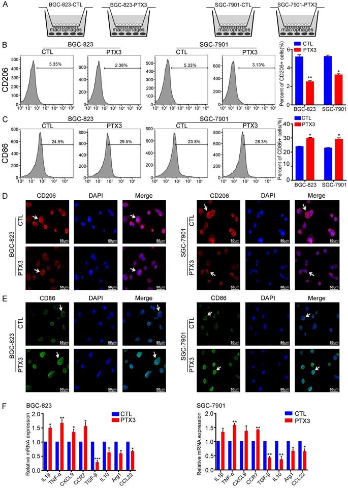 J Cancer Image