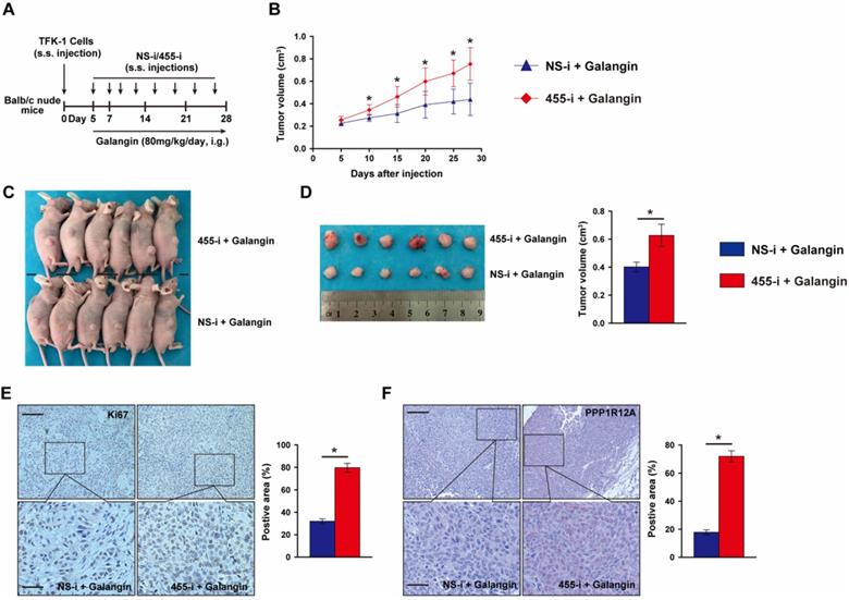 J Cancer Image