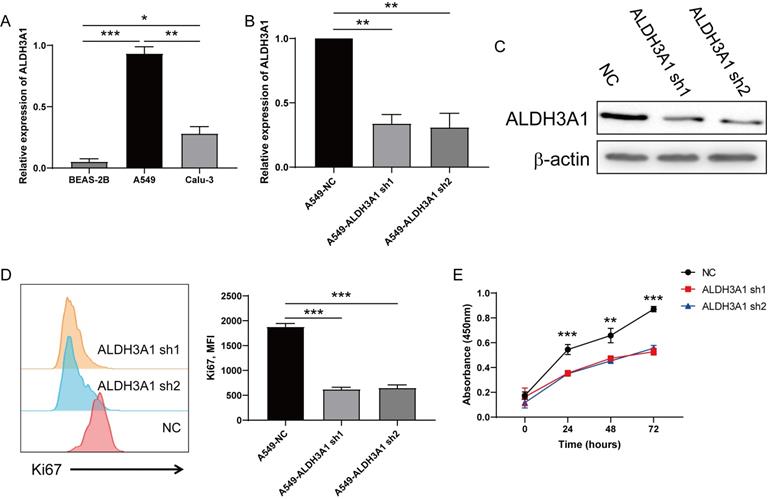 J Cancer Image