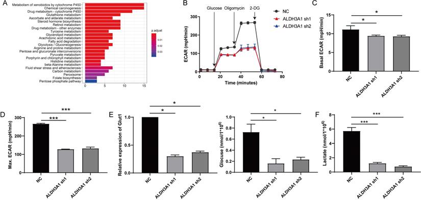 J Cancer Image