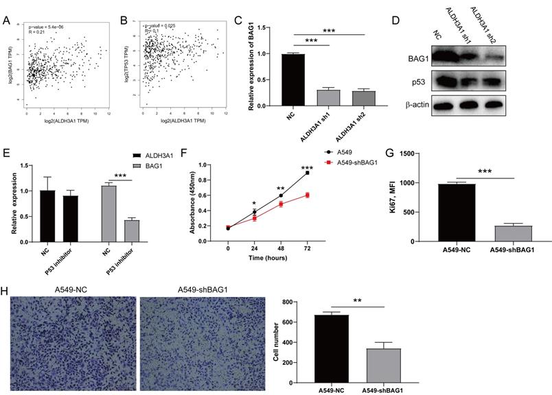 J Cancer Image