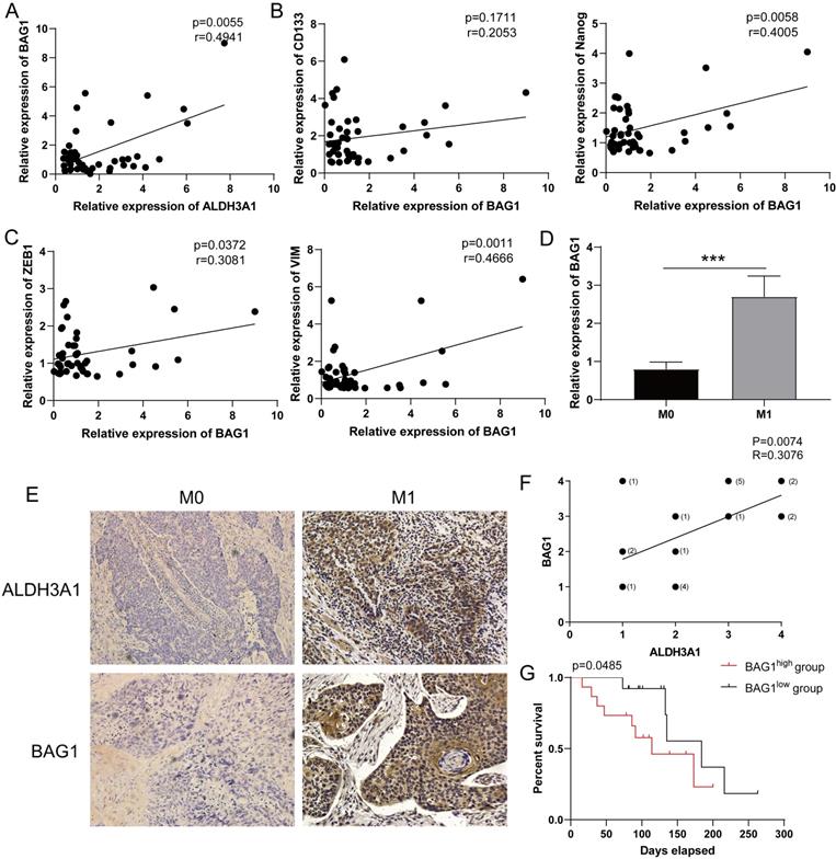 J Cancer Image