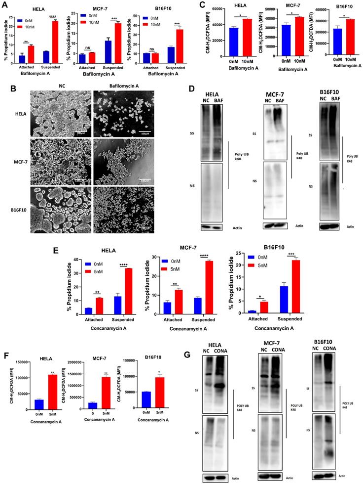 J Cancer Image