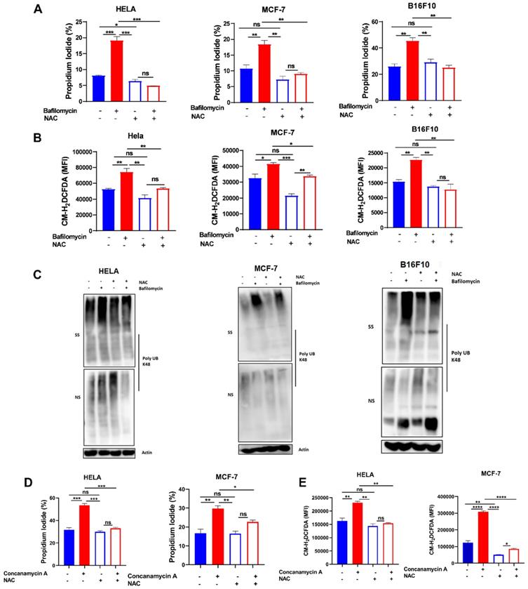 J Cancer Image