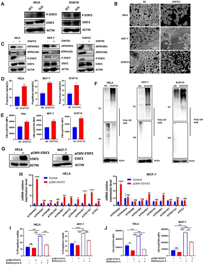 J Cancer Image