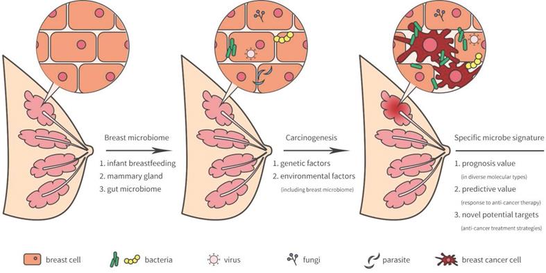 J Cancer Image