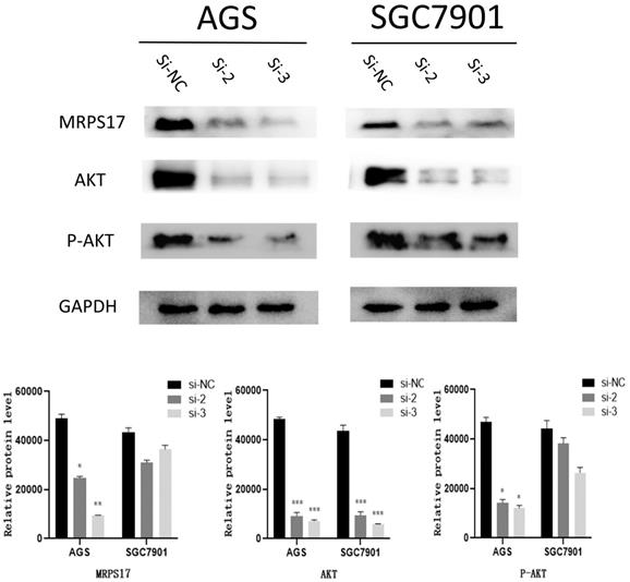 J Cancer Image