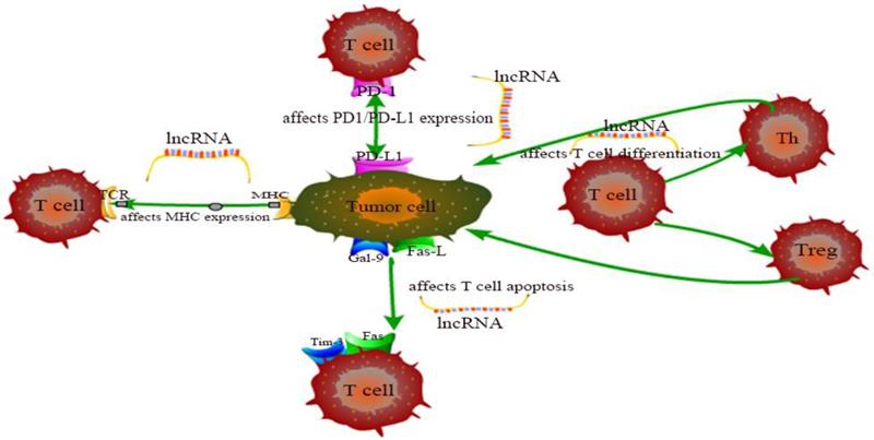 J Cancer Image