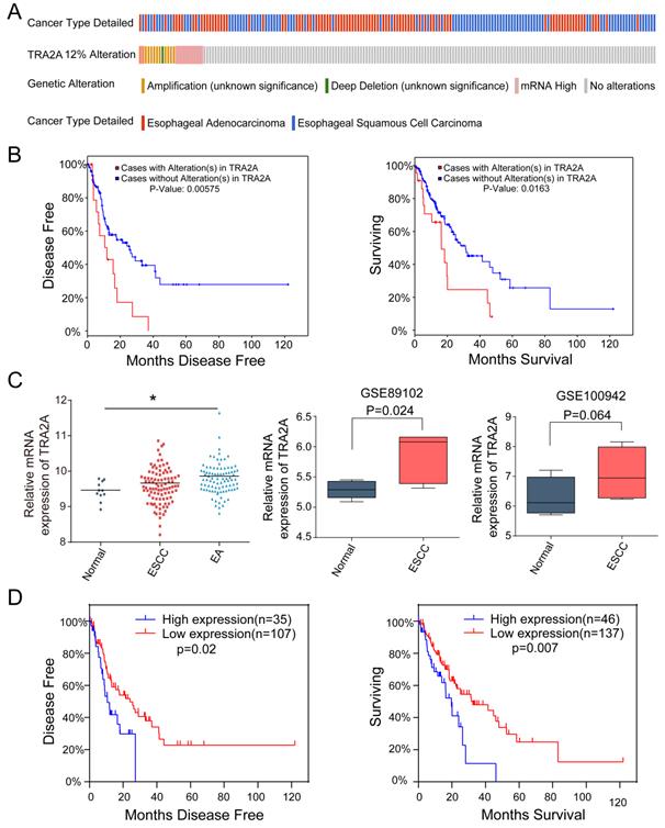 J Cancer Image