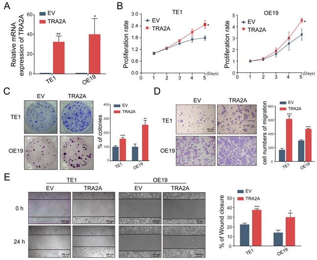 J Cancer Image