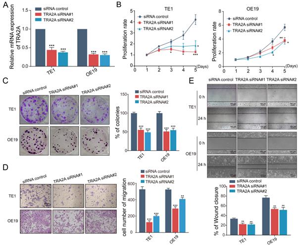 J Cancer Image