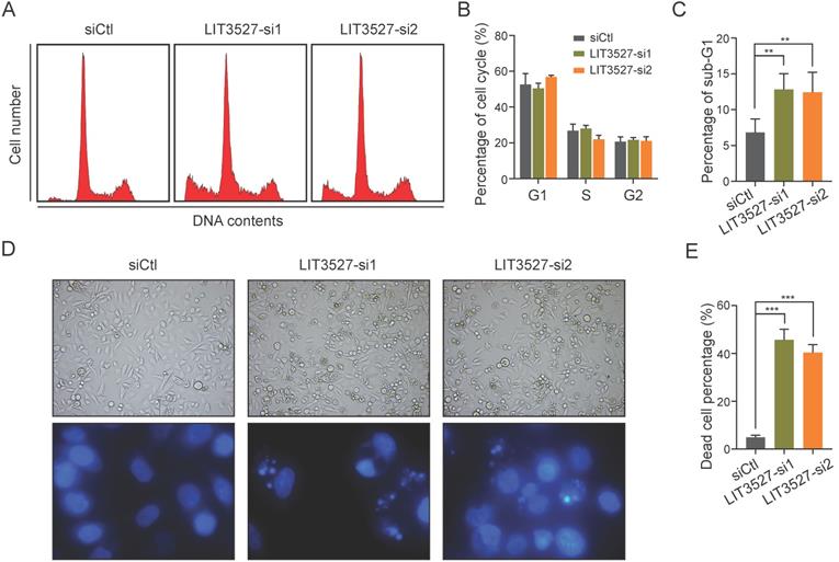 J Cancer Image