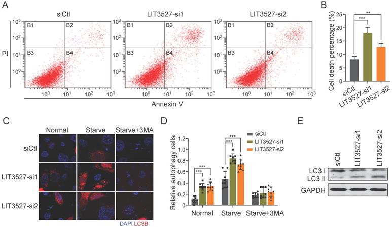 J Cancer Image