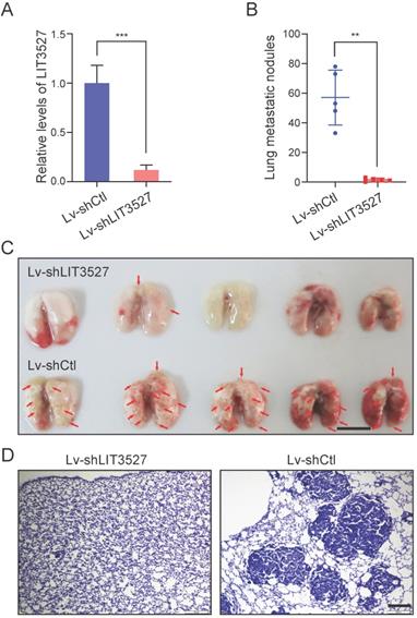 J Cancer Image