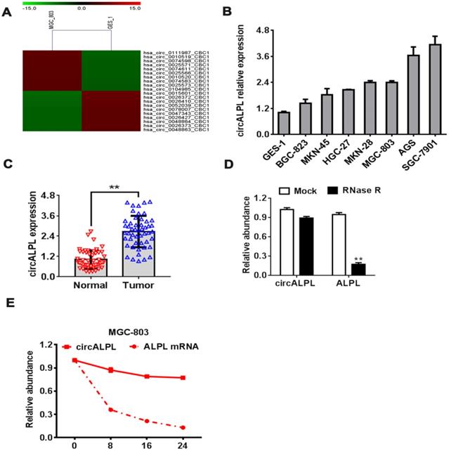 J Cancer Image