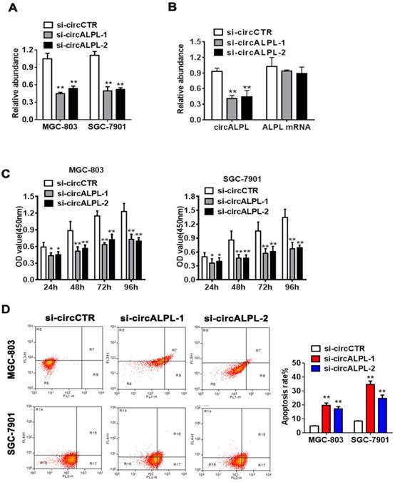 J Cancer Image