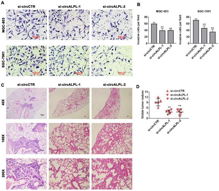 J Cancer Image