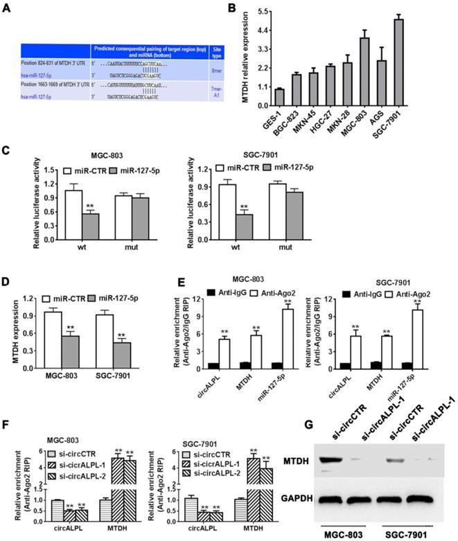 J Cancer Image