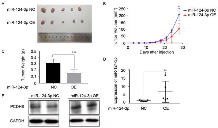 J Cancer Image