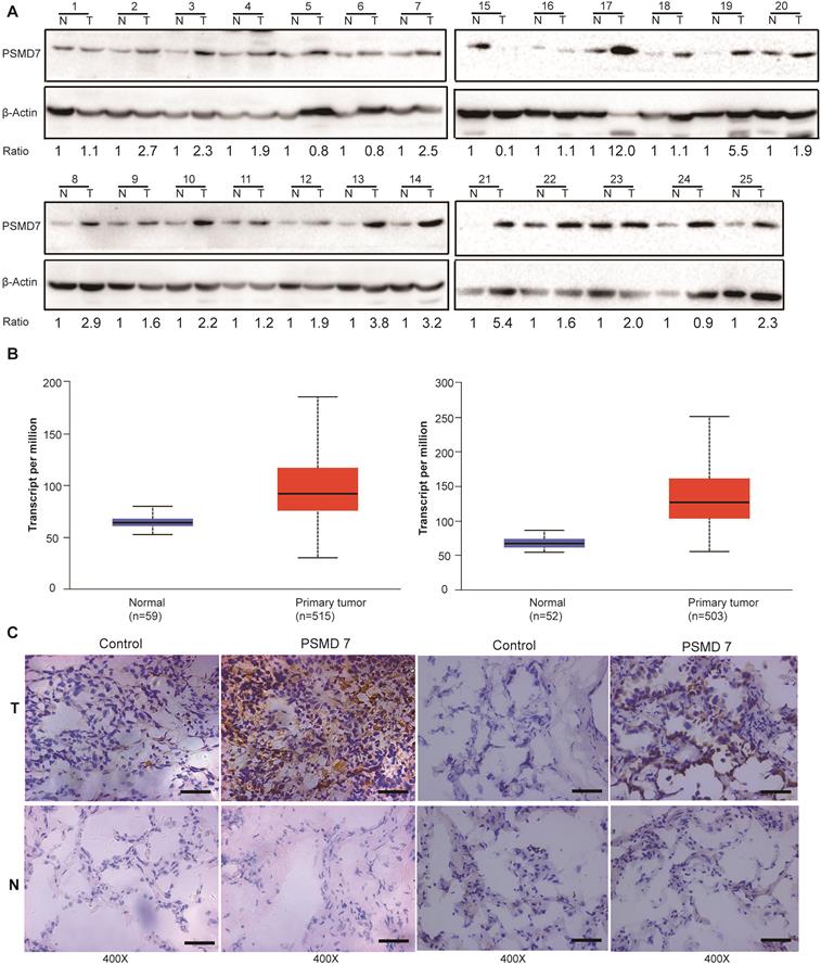 J Cancer Image