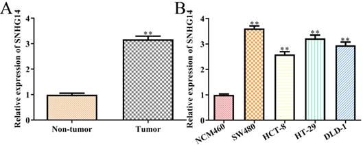 J Cancer Image