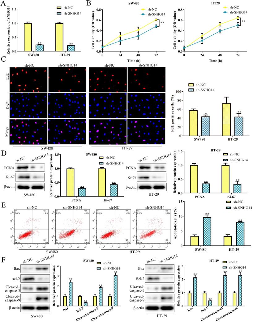 J Cancer Image