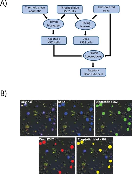 J Cancer Image