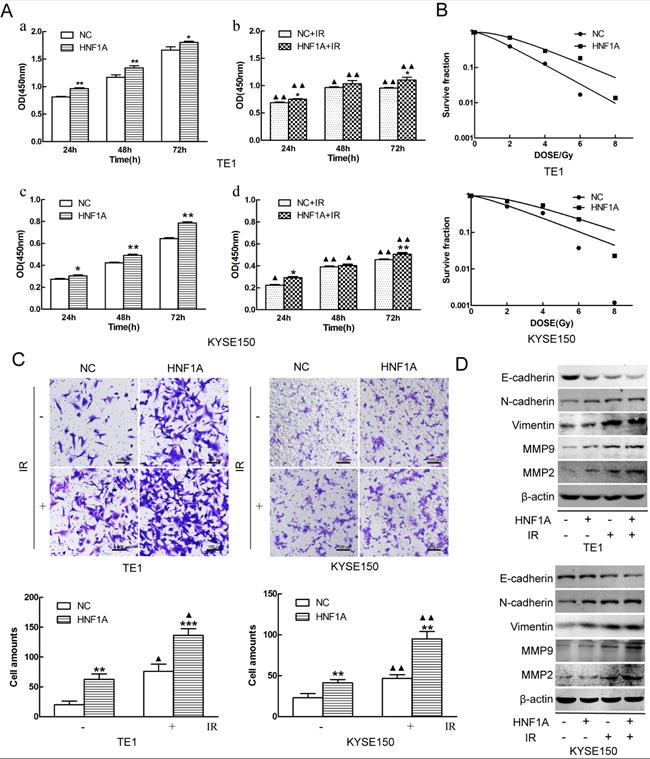 J Cancer Image