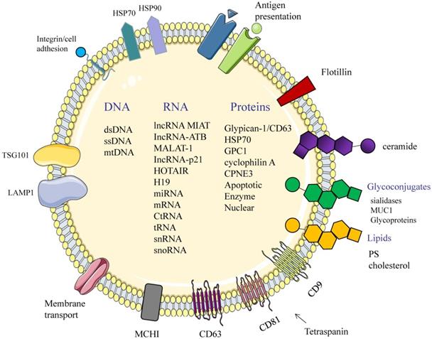 J Cancer Image