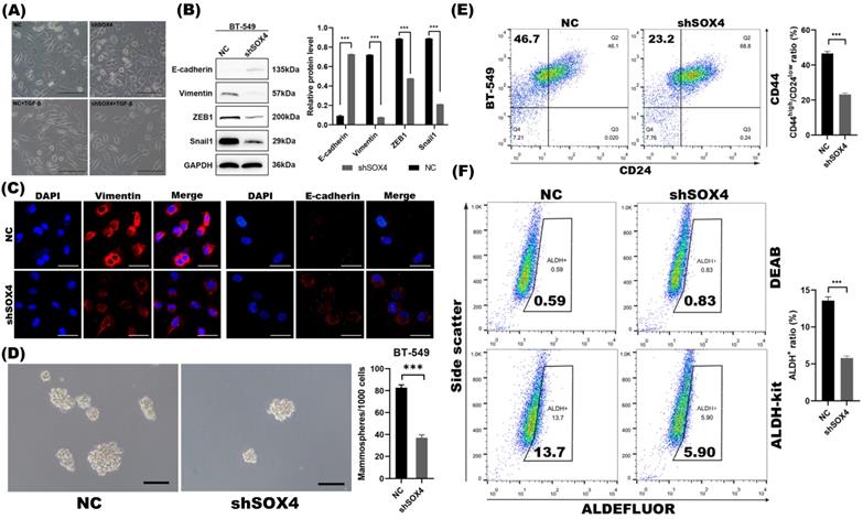 J Cancer Image