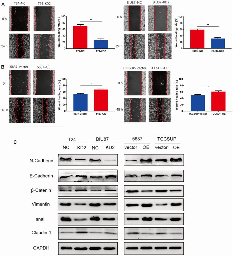 J Cancer Image