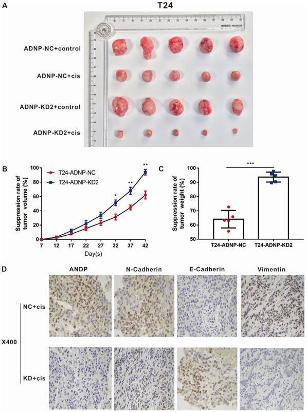 J Cancer Image