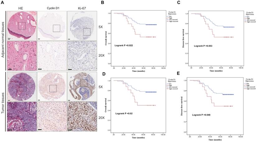 J Cancer Image