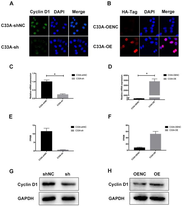 J Cancer Image