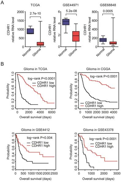 J Cancer Image