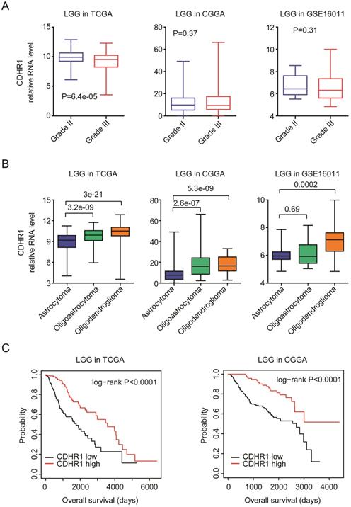 J Cancer Image